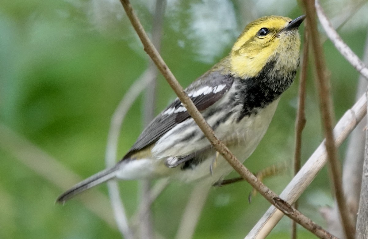 Black-throated Green Warbler - Patricia Cullen