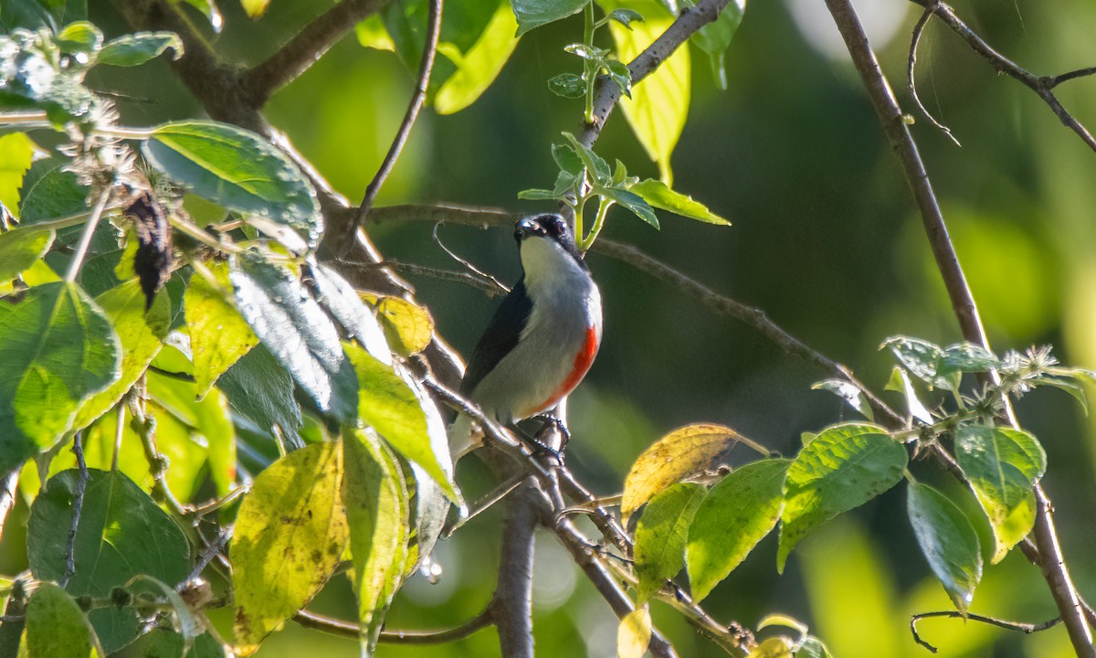 Red-keeled Flowerpecker - Koren Mitchell