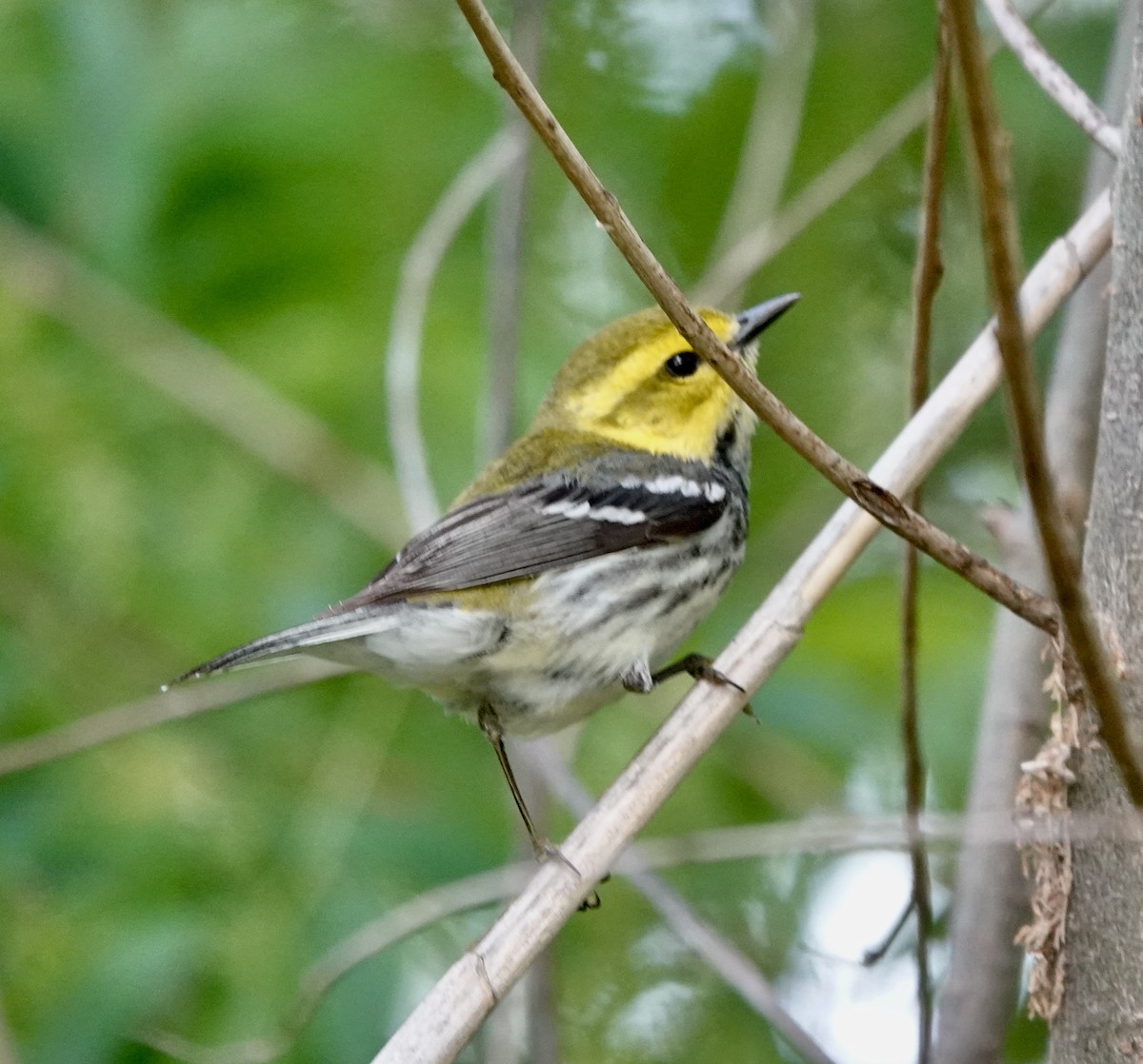 Black-throated Green Warbler - Patricia Cullen