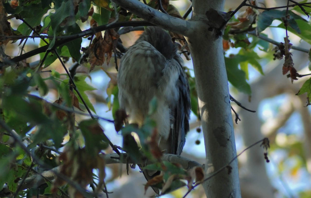 Black-crowned Night Heron - Paul Takemoto