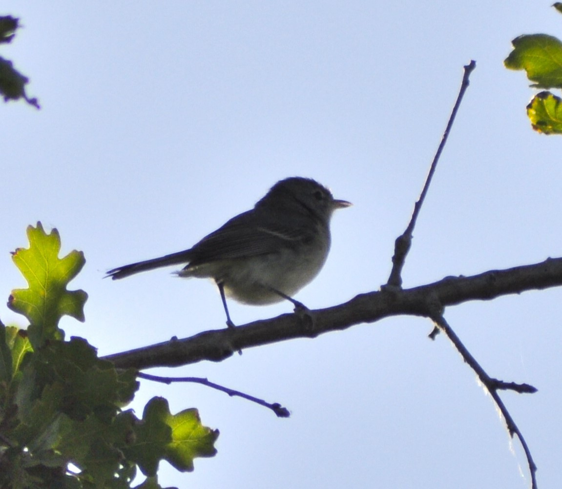 Bell's Vireo (Least) - Neil Zhang