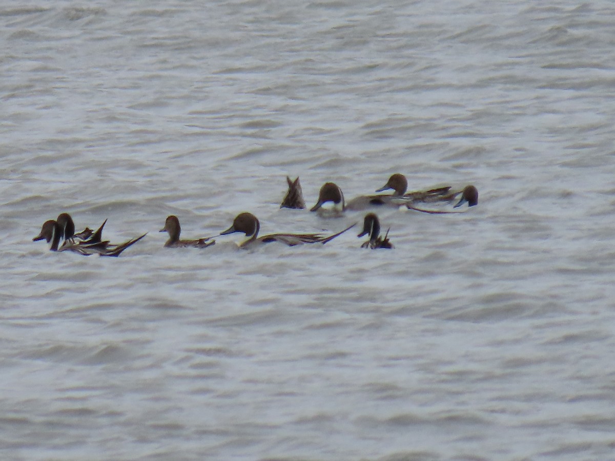 Northern Pintail - ML619330272