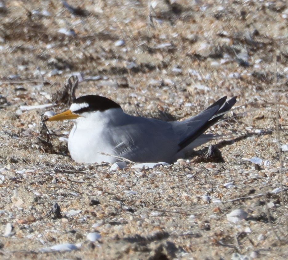 Least Tern - Diane Etchison