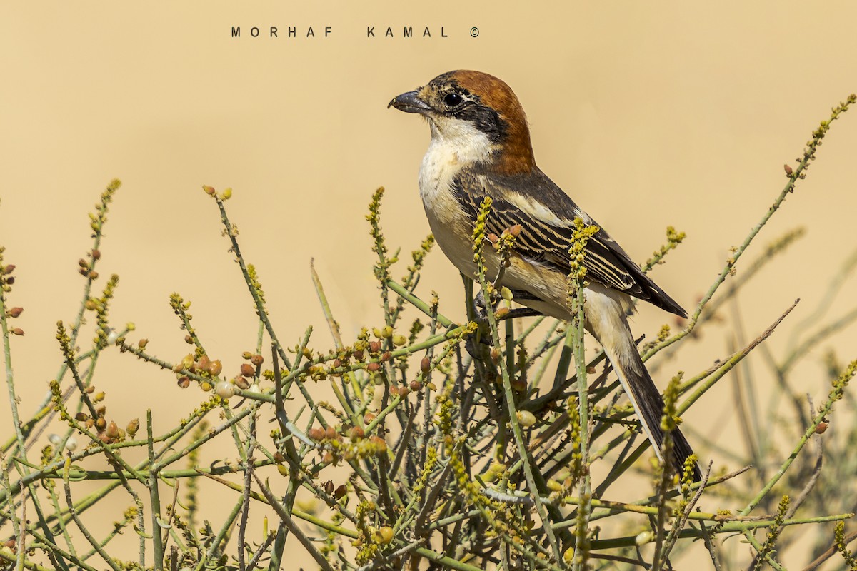 Woodchat Shrike - Morhaf Kamal