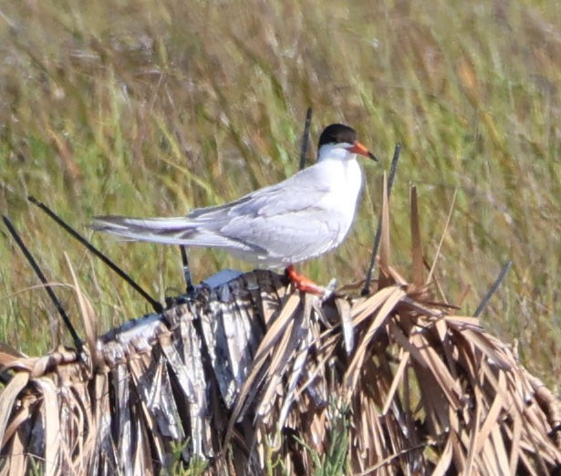 Forster's Tern - Diane Etchison