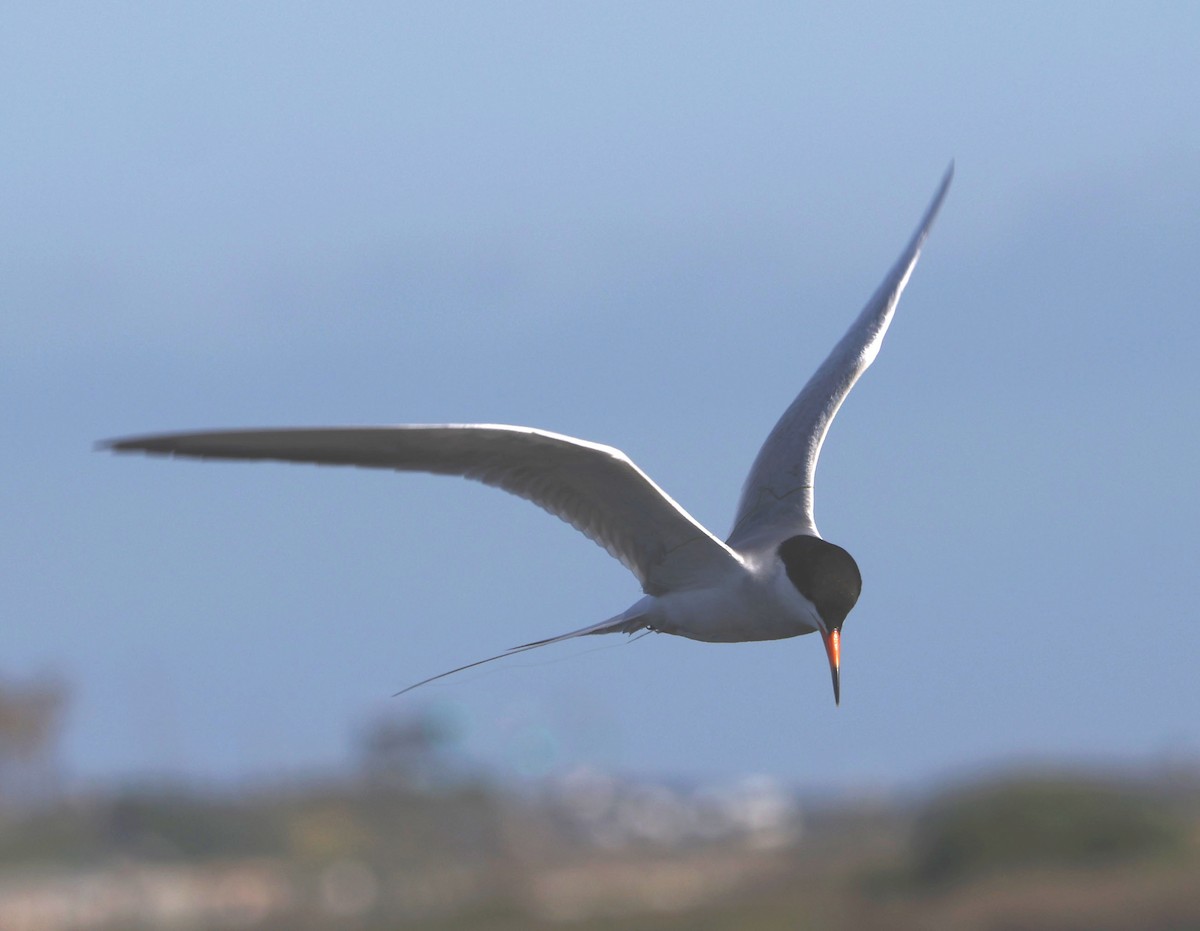 Forster's Tern - Diane Etchison