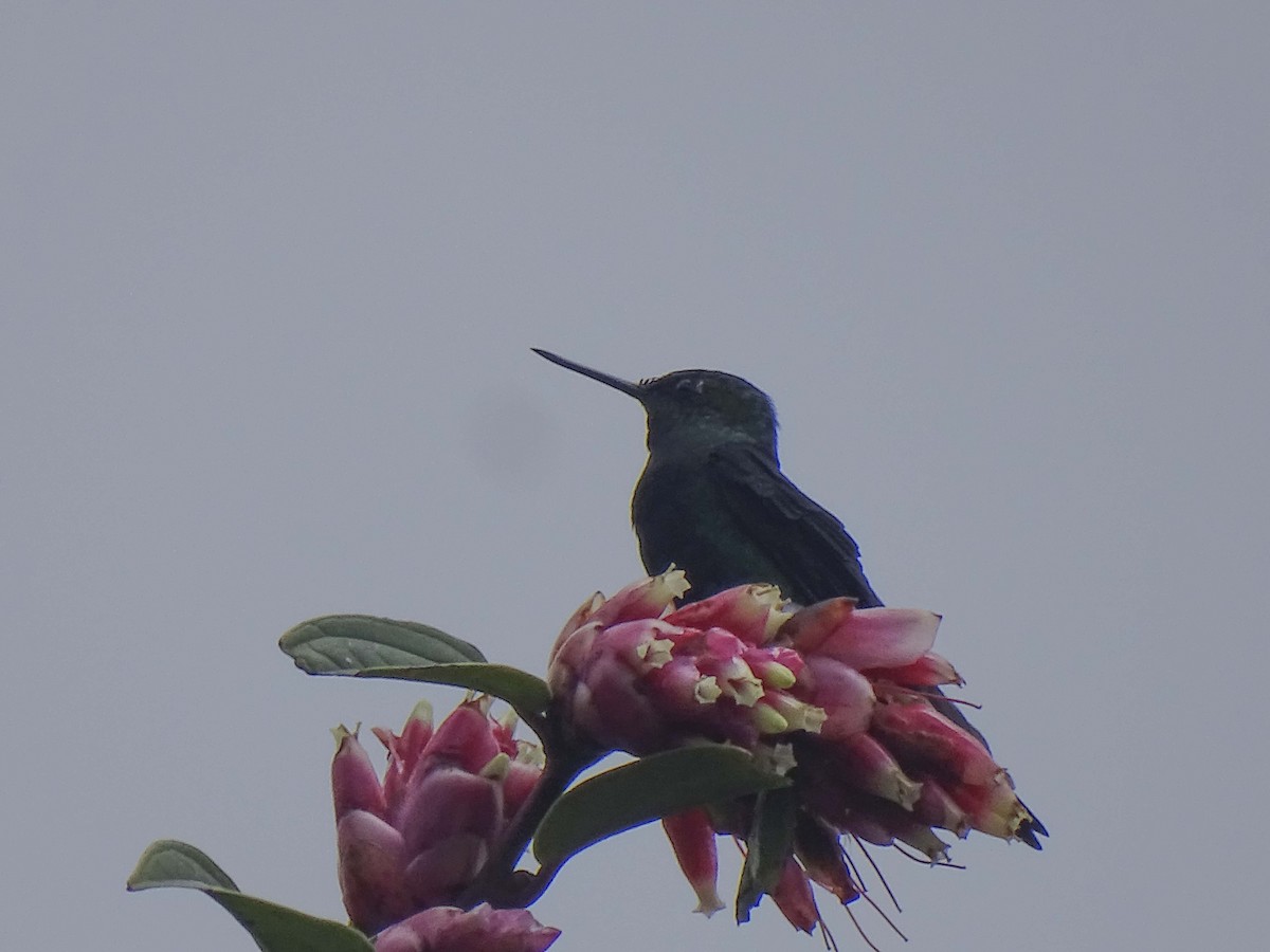 Glowing Puffleg - ML619330290