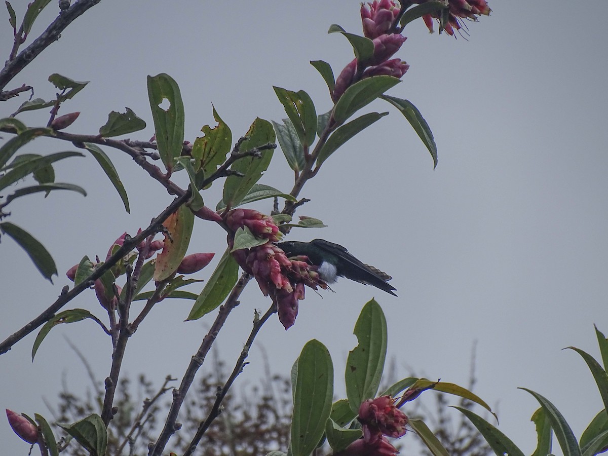 Glowing Puffleg - ML619330291