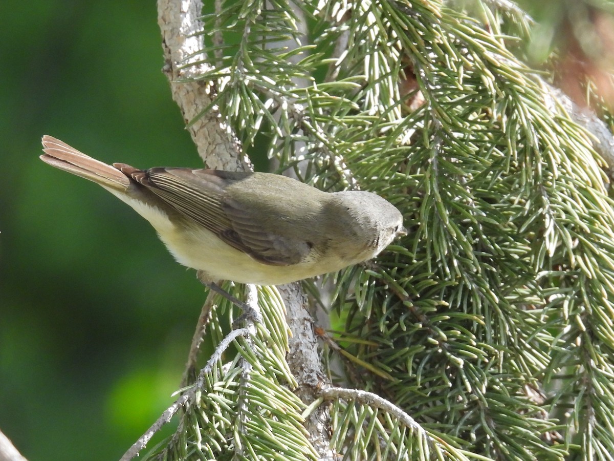 Warbling Vireo - Tina Toth