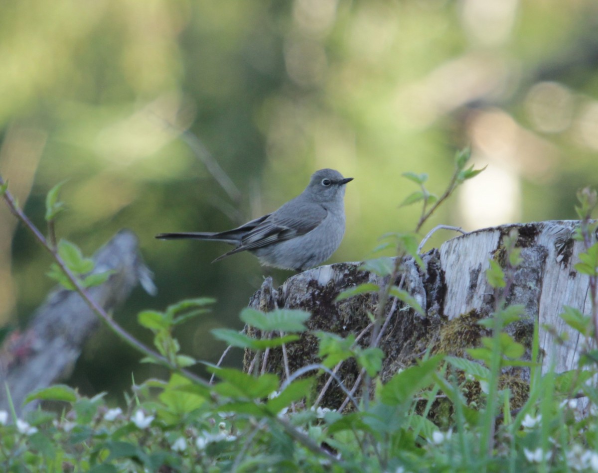 Townsend's Solitaire - Will Kennerley