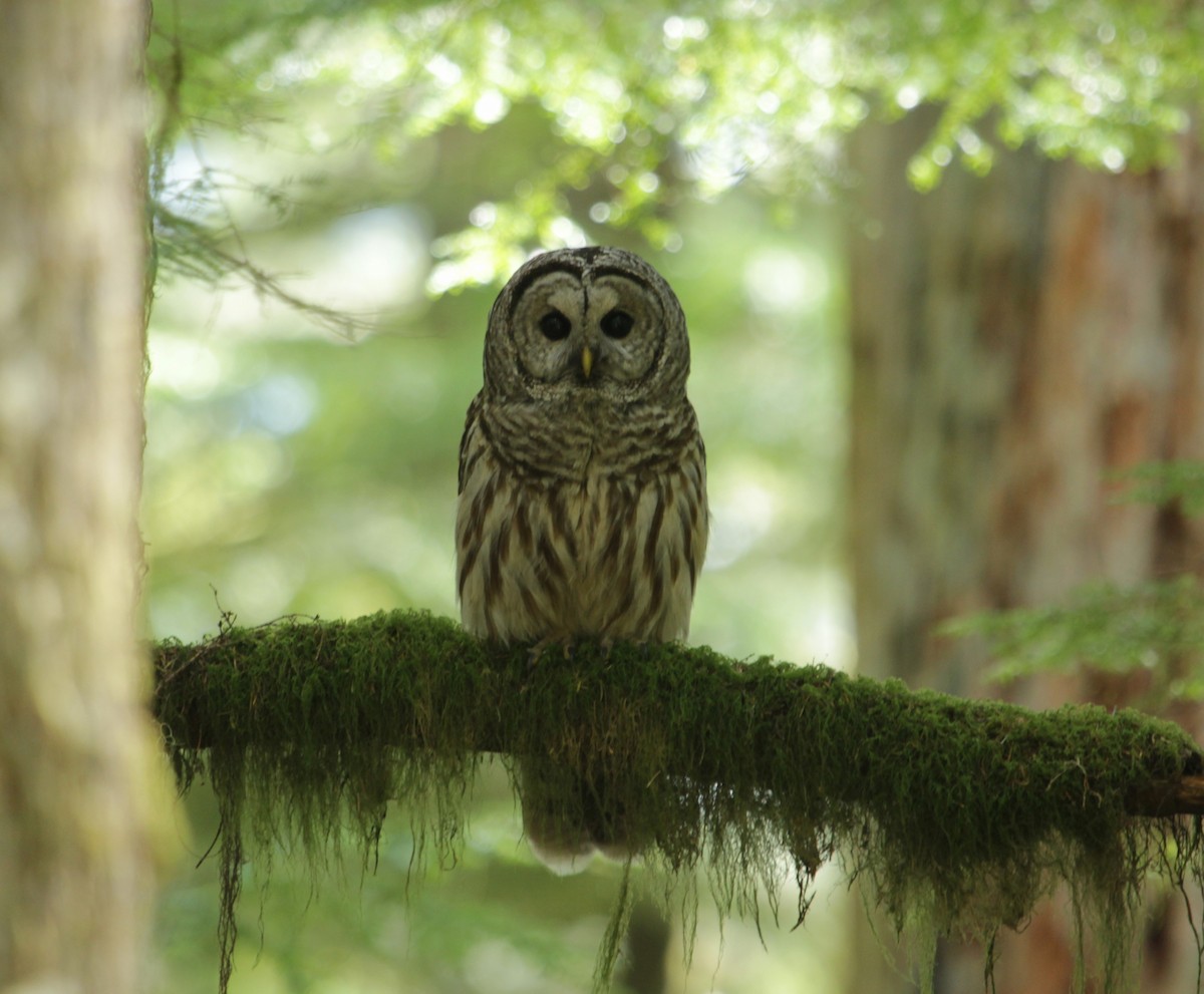 Barred Owl - Will Kennerley