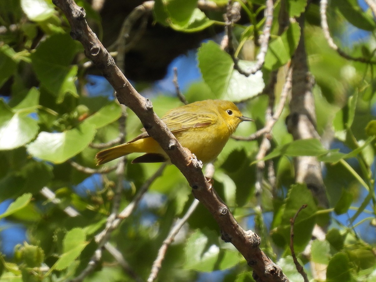 Yellow Warbler - Tina Toth