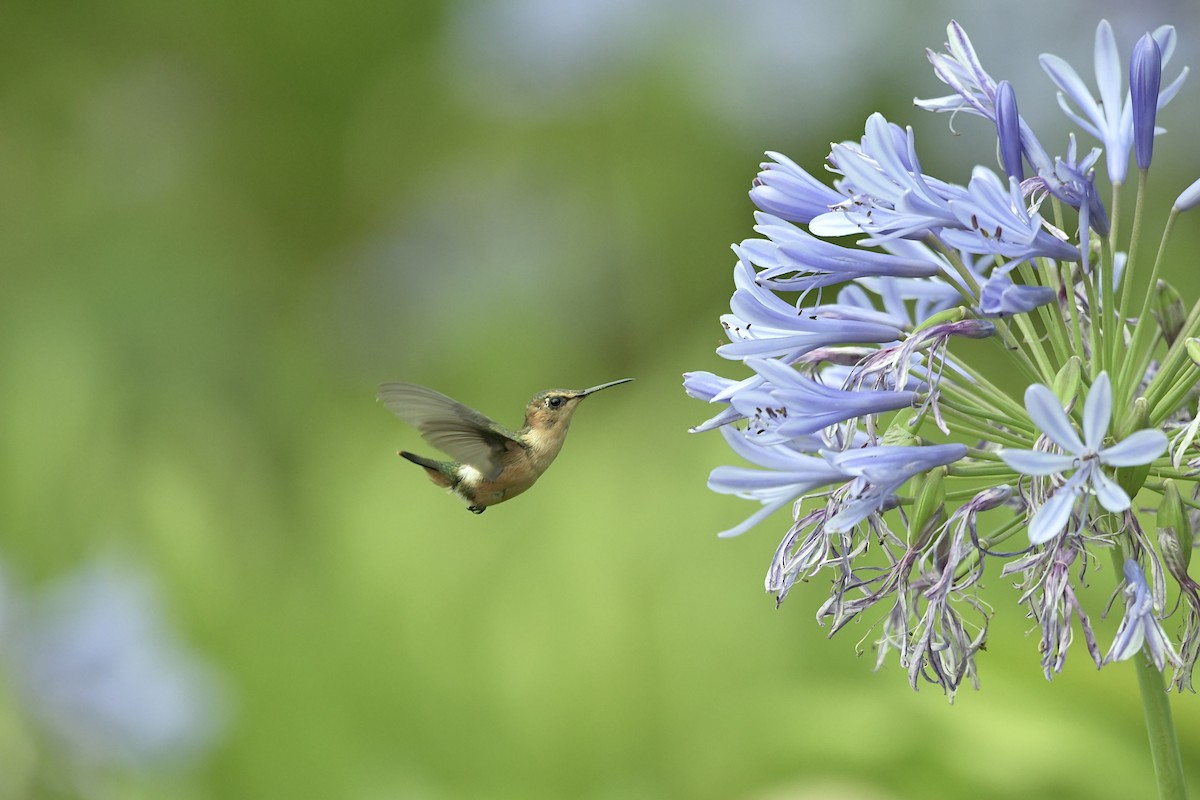 Sparkling-tailed Hummingbird - Héctor Moncada