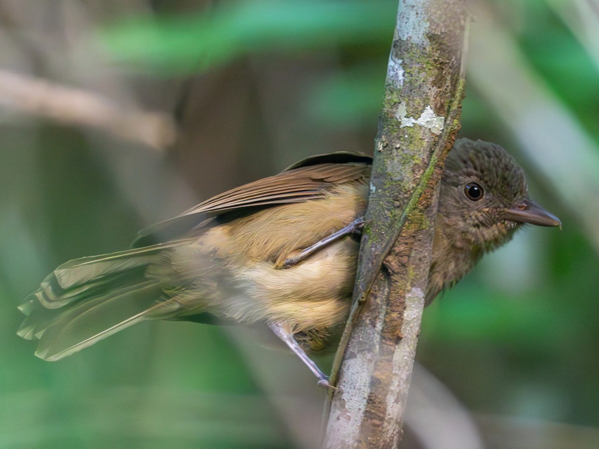 Waigeo Shrikethrush - Mike Greenfelder