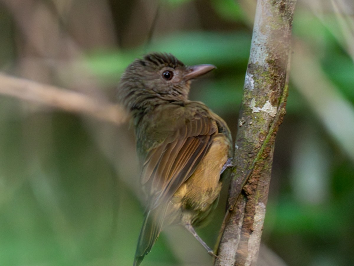 Waigeo Shrikethrush - ML619330347