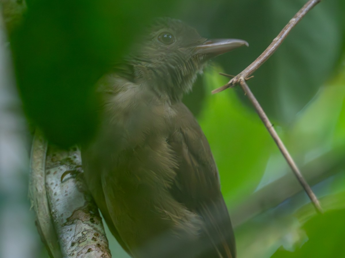 Waigeo Shrikethrush - Mike Greenfelder