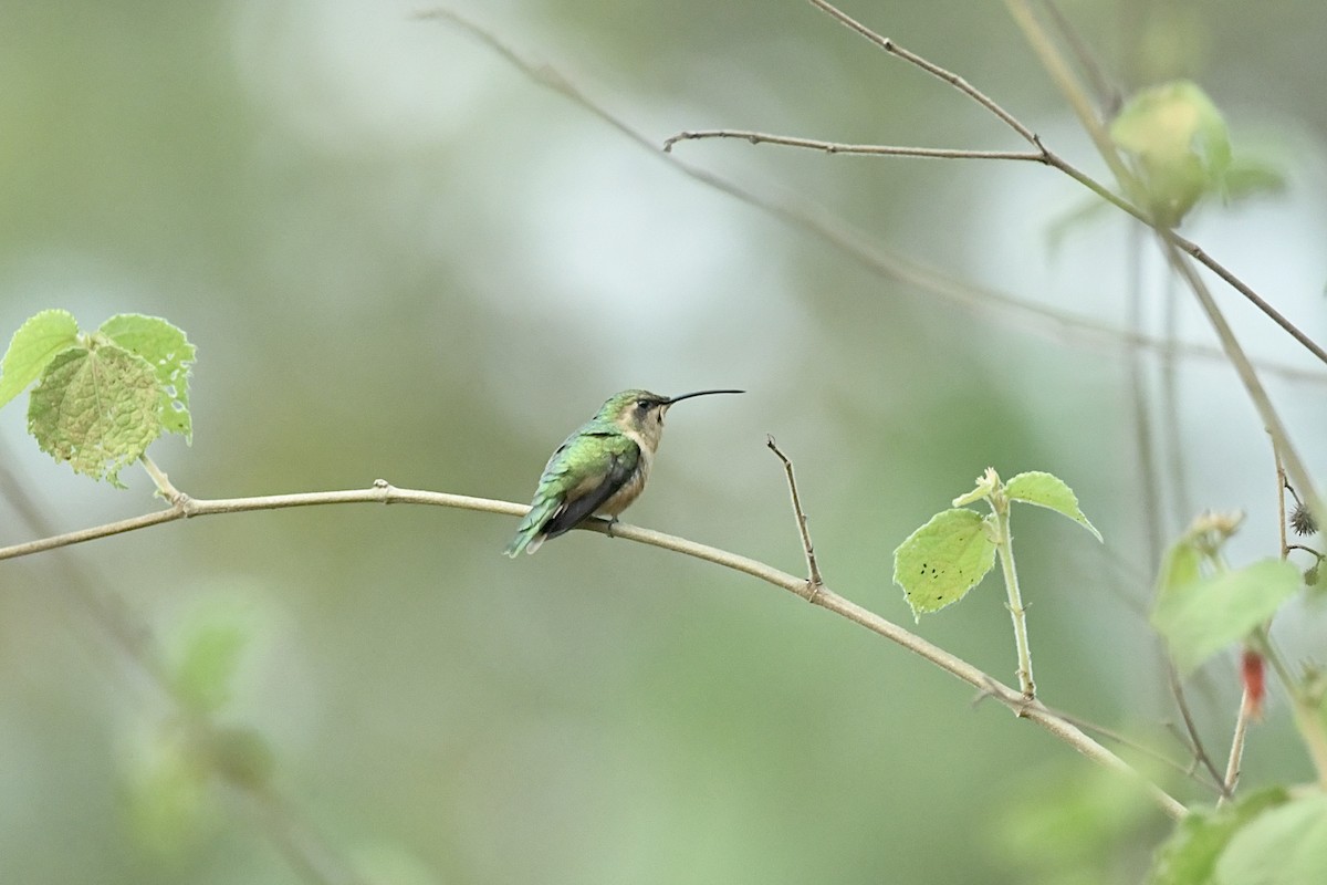 Slender Sheartail - Héctor Moncada