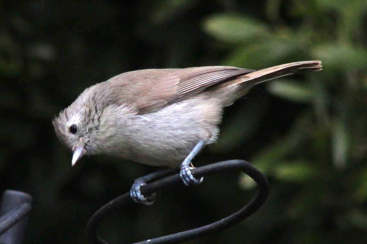 Oak Titmouse - ML619330353