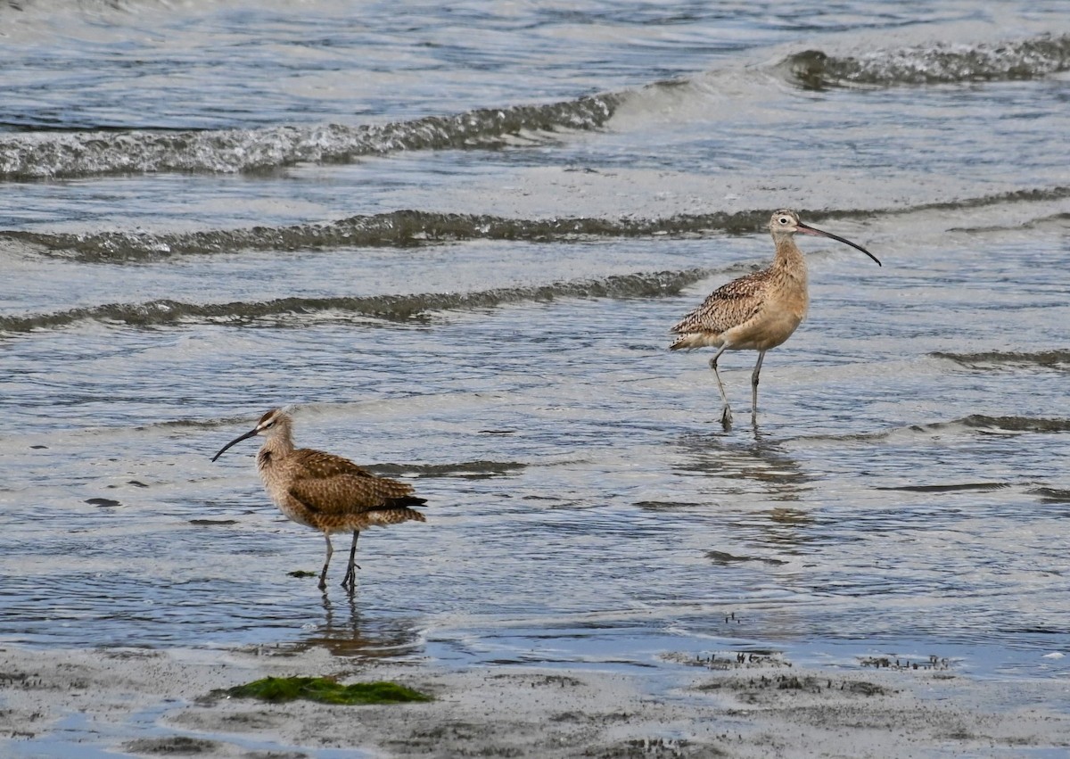Long-billed Curlew - ML619330372