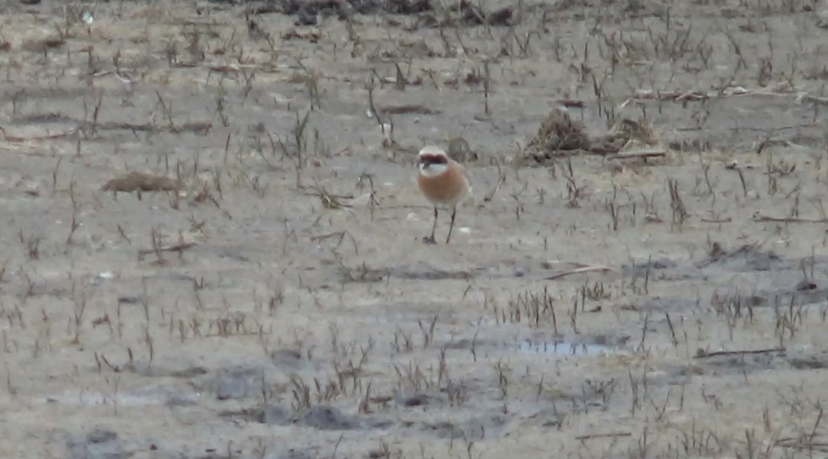 Tibetan Sand-Plover - Andrey Averin