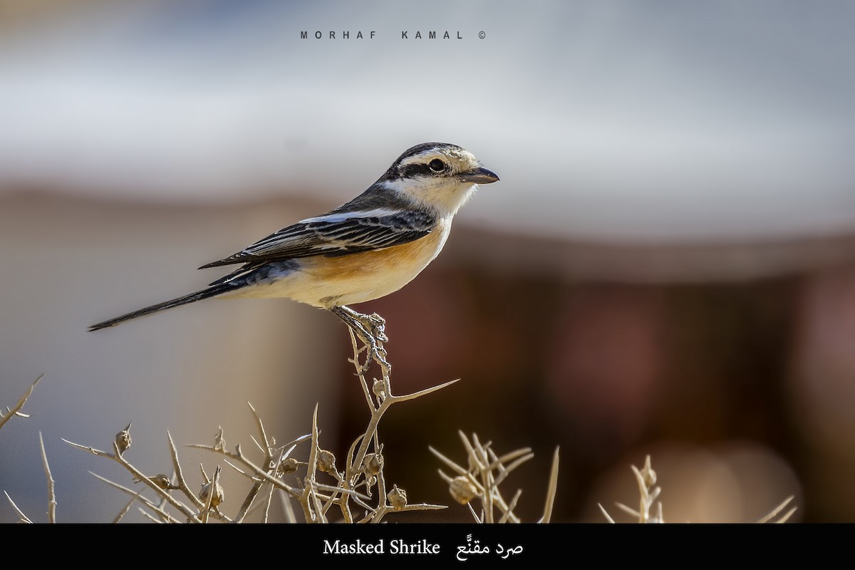 Masked Shrike - Morhaf Kamal
