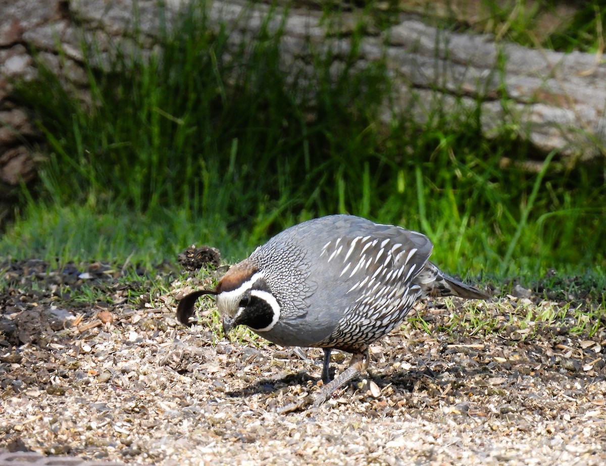 California Quail - Tina Toth