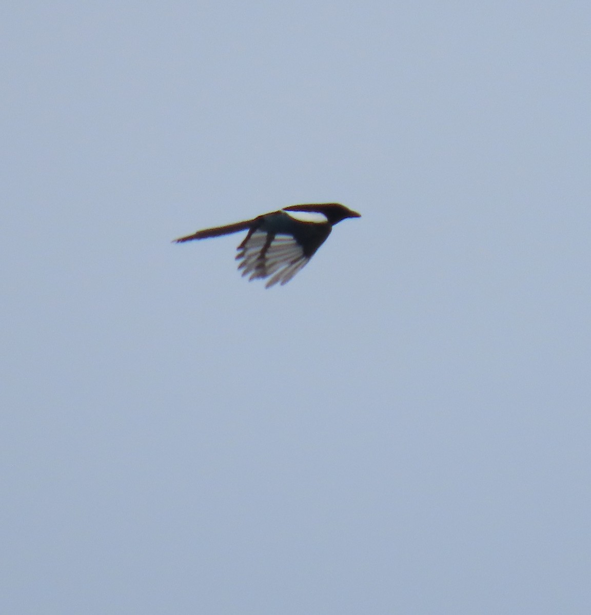 Black-billed Magpie - ML619330399