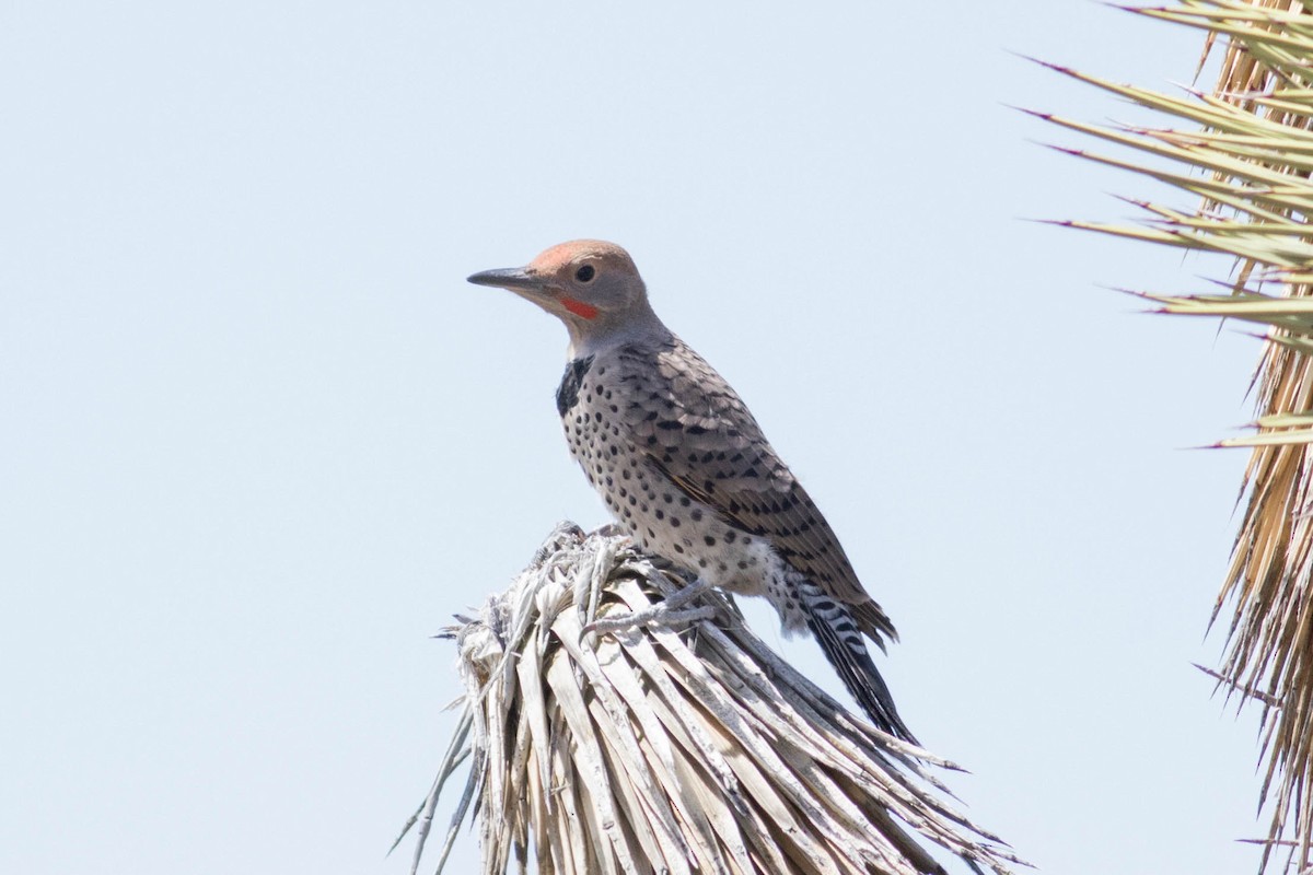 Gilded Flicker - ML619330426