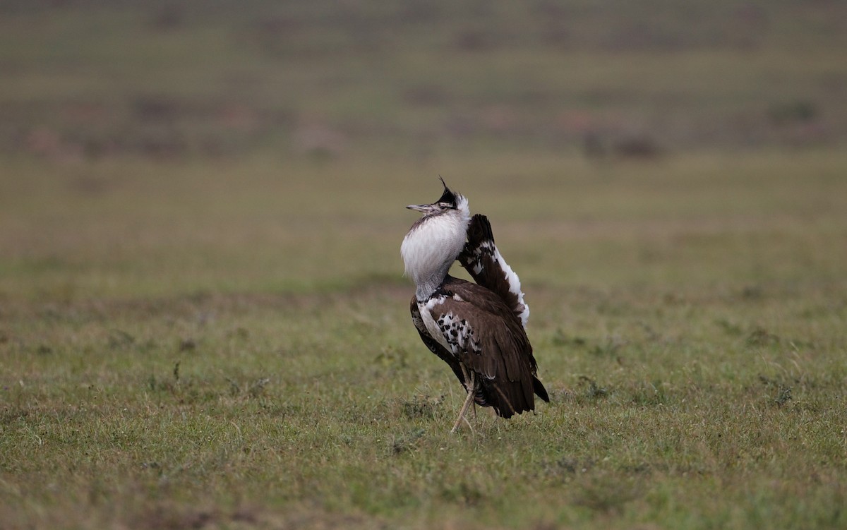 Kori Bustard - Prashant Tewari