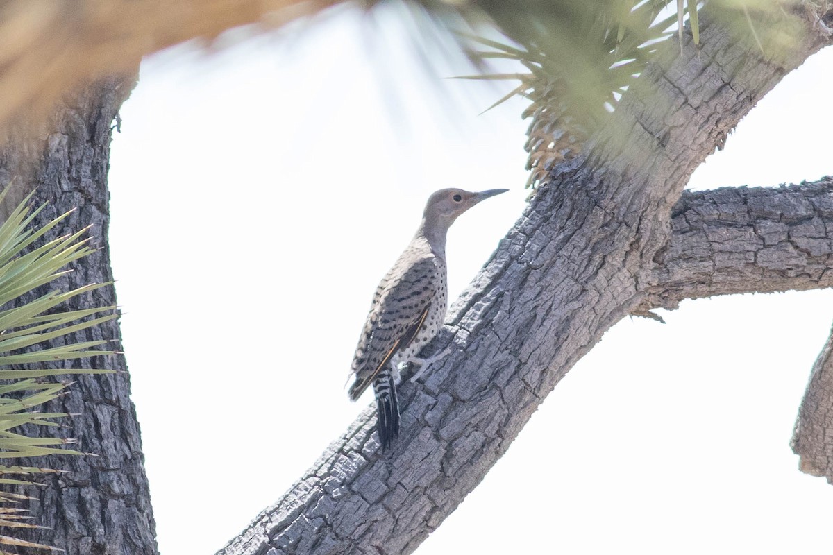 Gilded Flicker - Johnny Bovee