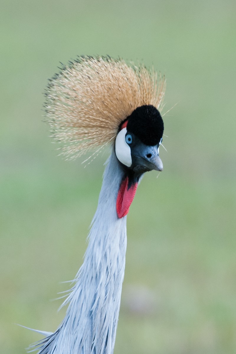 Gray Crowned-Crane - Prashant Tewari