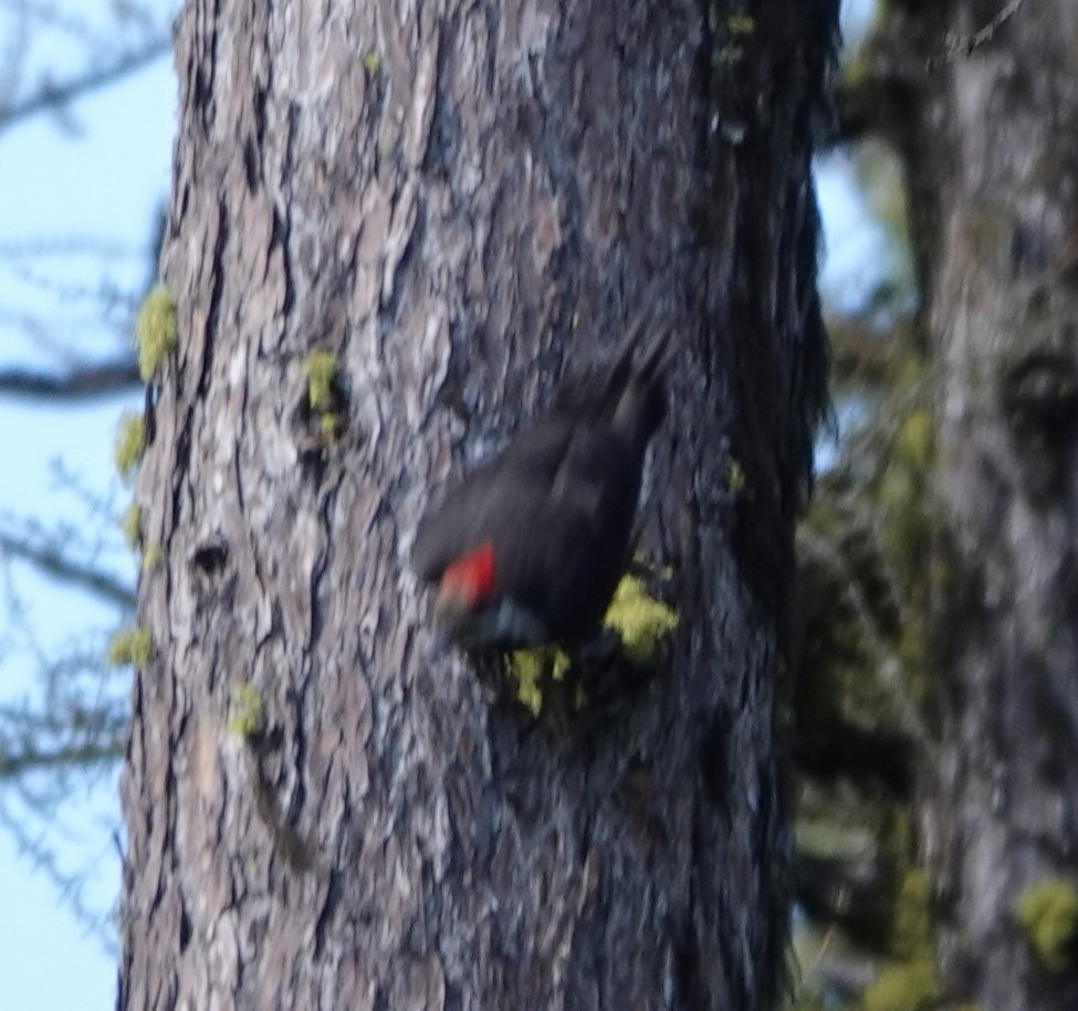 Pileated Woodpecker - Justin Cook