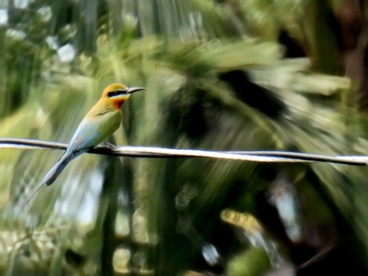 Blue-tailed Bee-eater - Christopher Whiteley