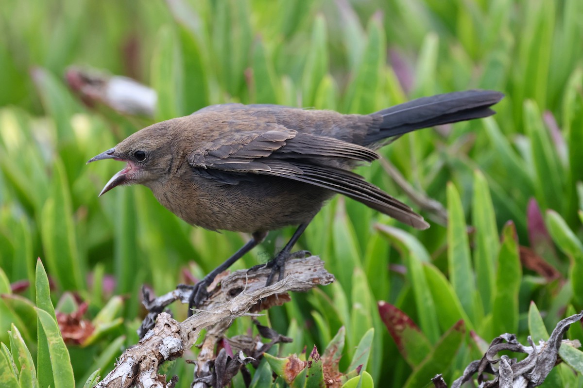 Brewer's Blackbird - vijay t