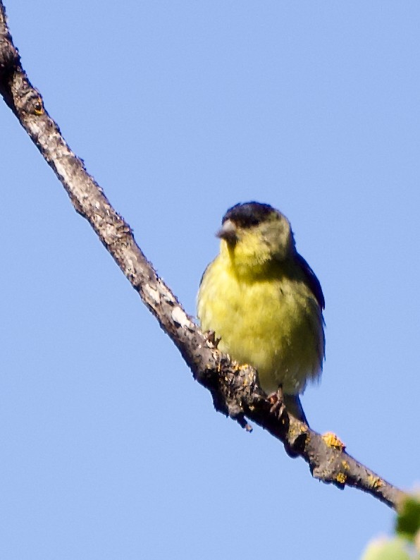 Lesser Goldfinch - ML619330515