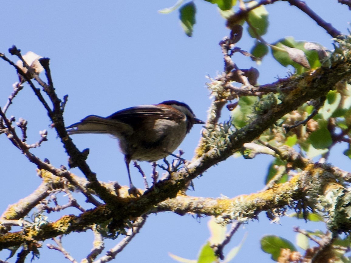 Mésange à dos marron - ML619330516