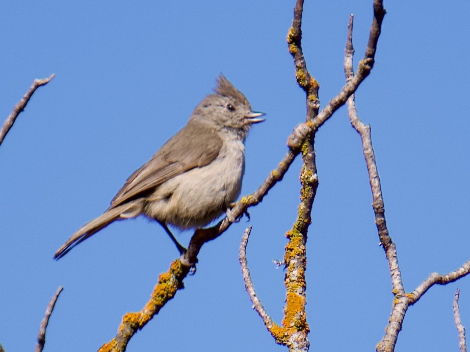 Oak Titmouse - ML619330527