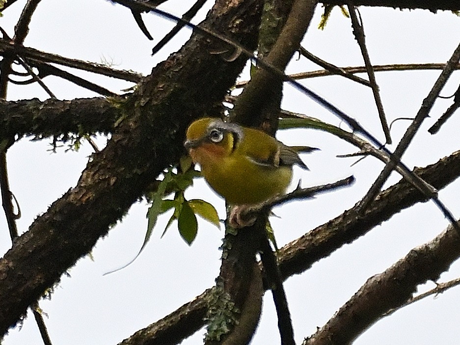 Black-eared Shrike-Babbler - Anshu Arora