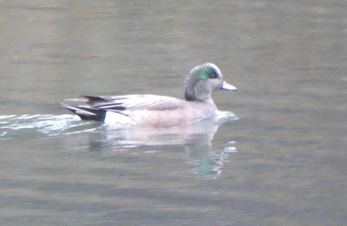 American Wigeon - ML619330551