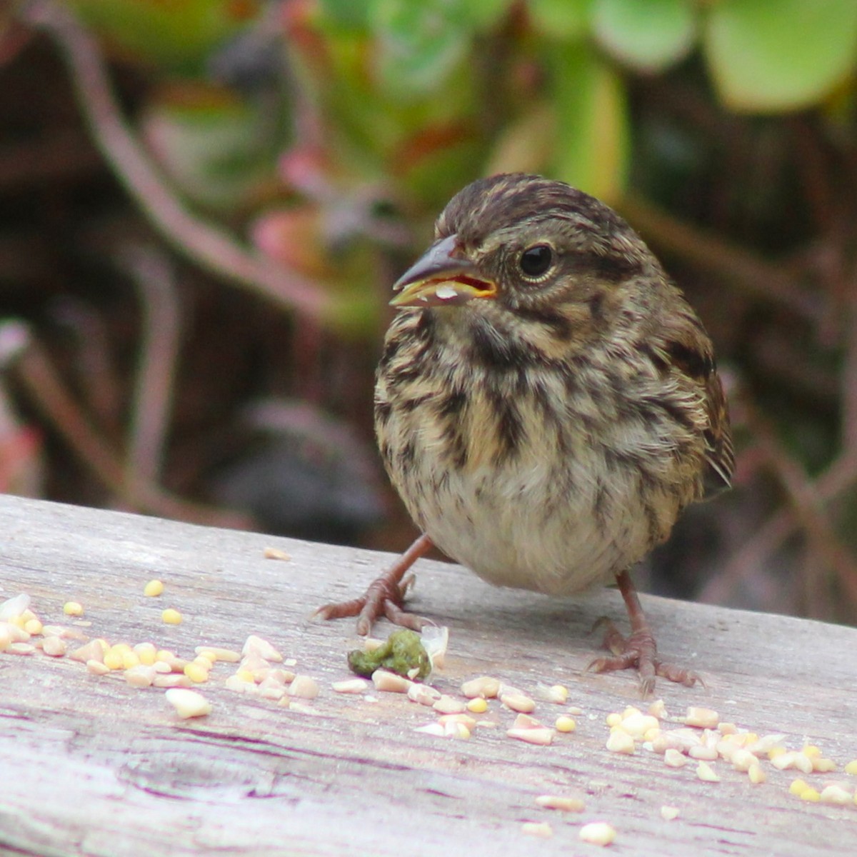 Song Sparrow (heermanni Group) - ML619330565