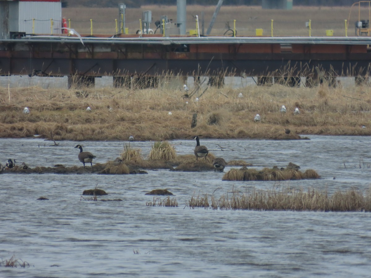 Canada Goose - Laura Burke