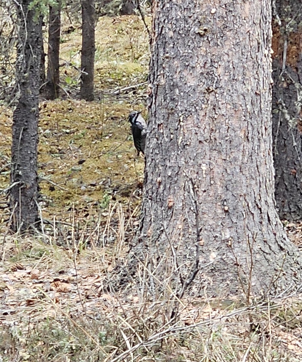 American Three-toed Woodpecker - ML619330596