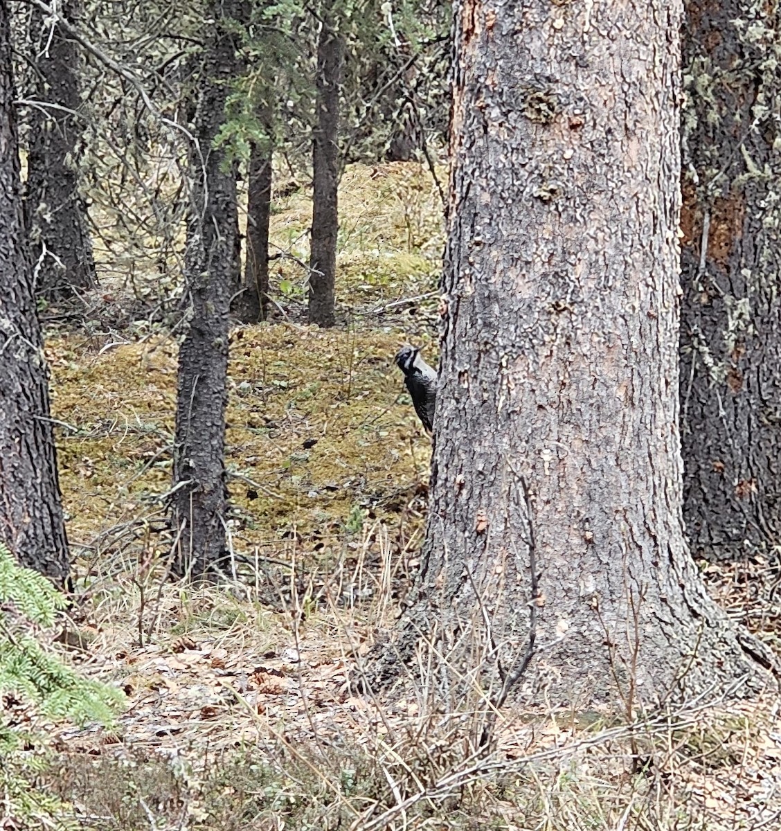 American Three-toed Woodpecker - ML619330597