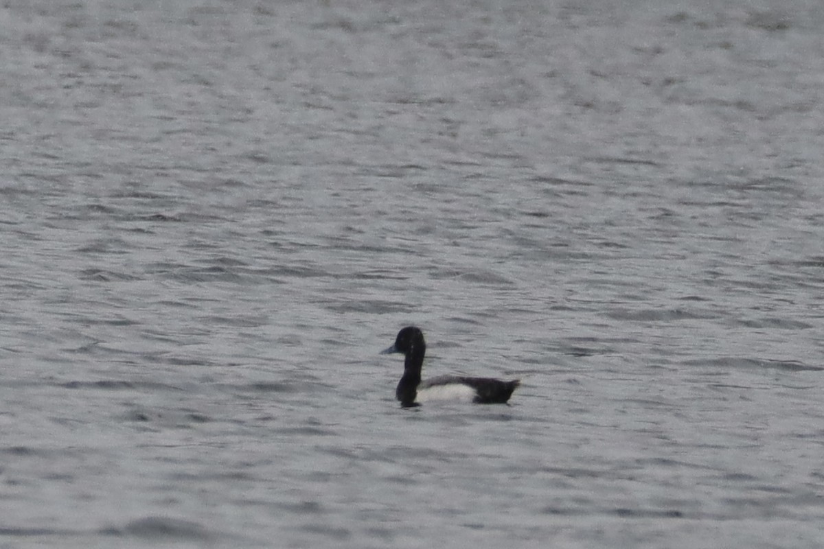 Lesser Scaup - Sarah von Innerebner