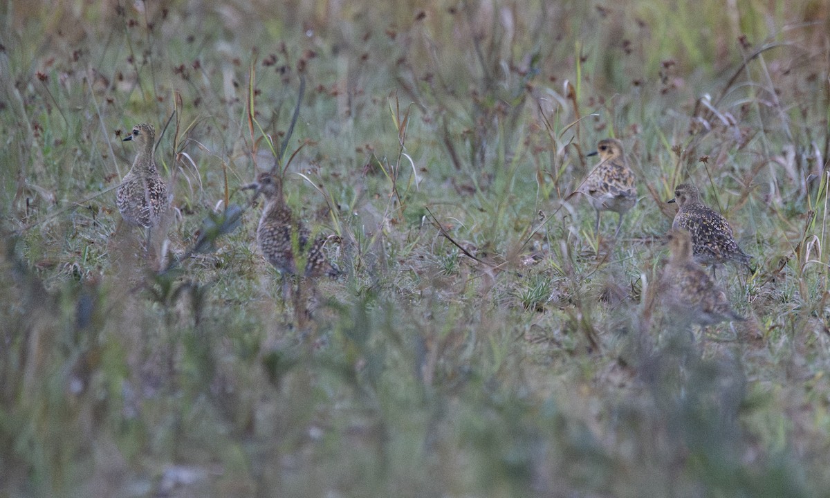 Pacific Golden-Plover - ML619330607