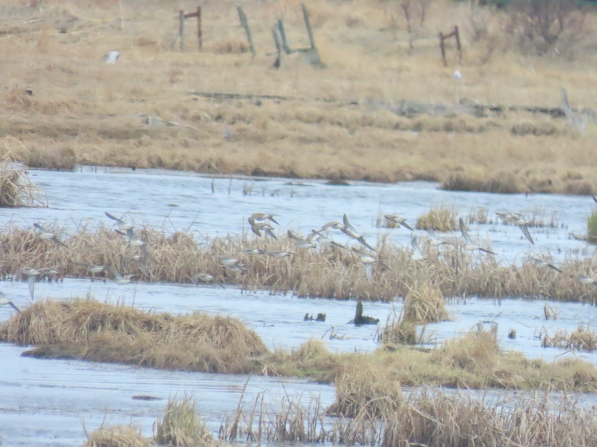 Pectoral Sandpiper - ML619330612