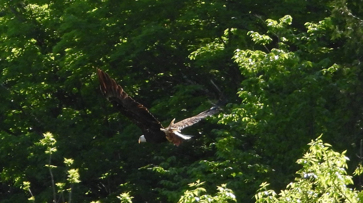 Bald Eagle - Jean W. Côté