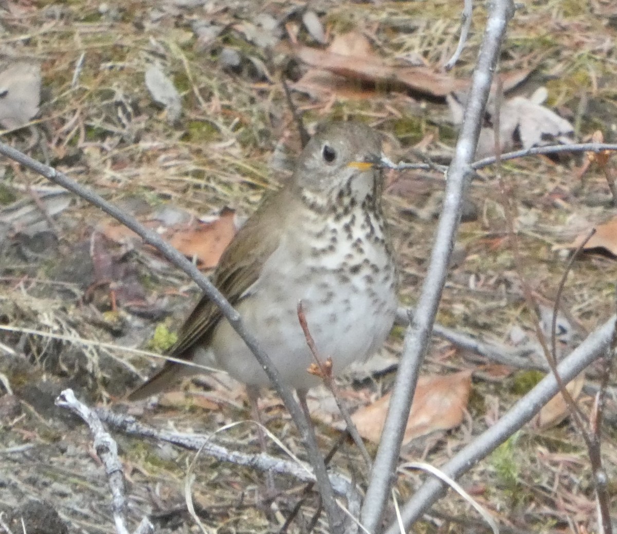 Gray-cheeked Thrush - Brian Kinney