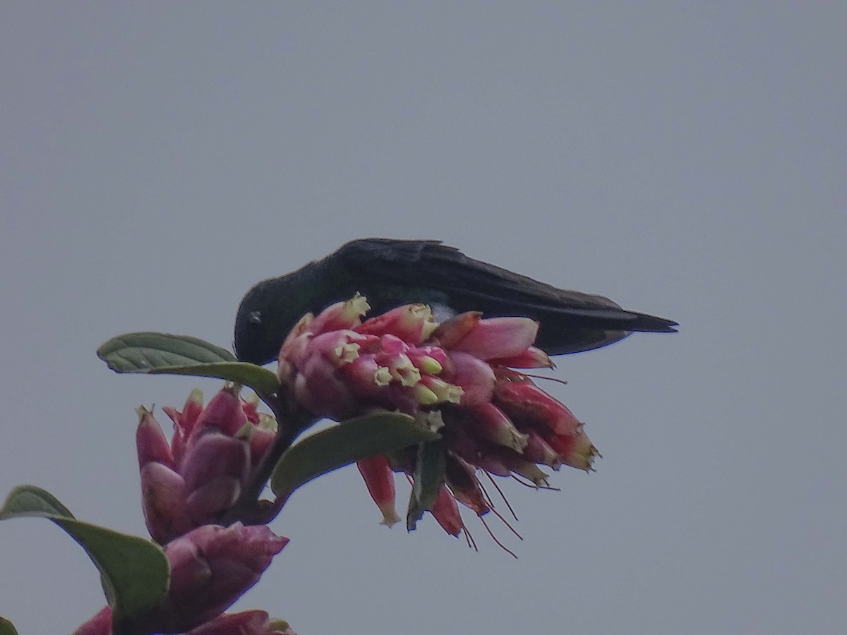 Glowing Puffleg - ML619330622