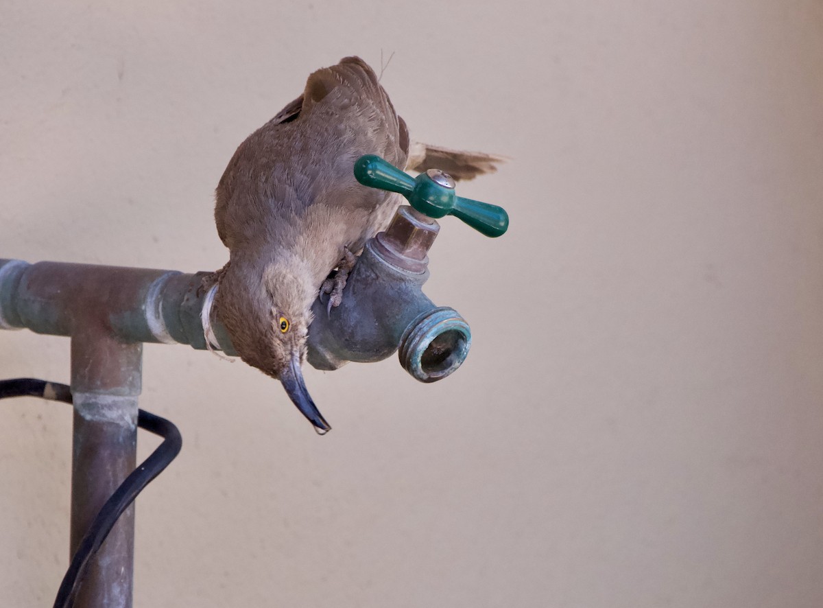 Curve-billed Thrasher - John Arthur